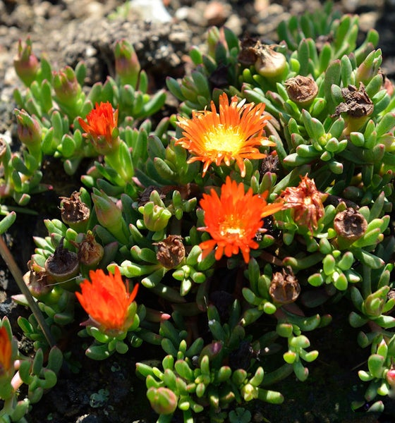 Mittagsblume mit oranger Blüte und grünen Blättern