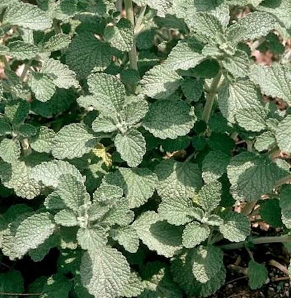 Nahaufnahme einer Duftnessel-Pflanze mit grünen Blättern