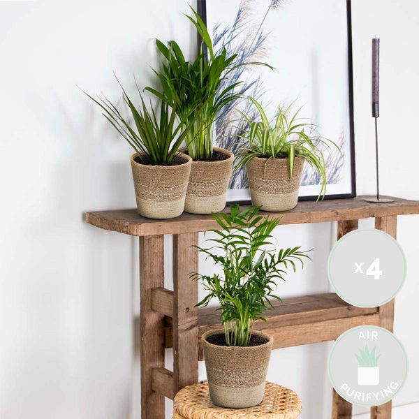Bloomique - 4er-Mix - Luftreinigende Pflanzen - Dracaena - Dypsis - Chamaedorea - Chlorophytum - Zimmerpflanzen - Höhe 20-40 cm - Jutekorb 12 cm