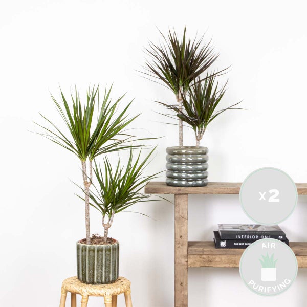 2x Dracaena Zimmerpflanzen Mix – Marginata-Magenta – Luftreinigend – ⌀17 cm - ↕65-75 cm