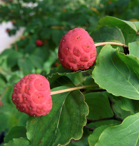 Zwei rote Kornelkirschenfruchte mit Blättern