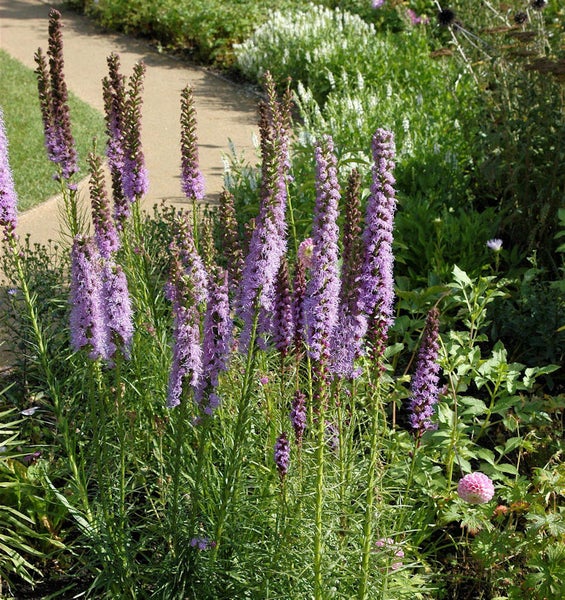 Prachtscharte im Gartenbeet