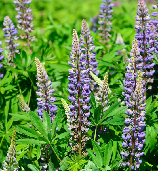 Blühende Lupinen im Gartenbeet