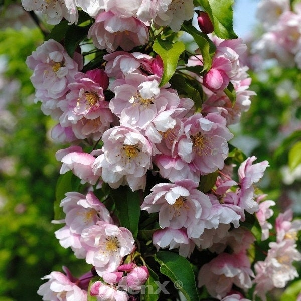 Nahaufnahme von Zierapfelblüten