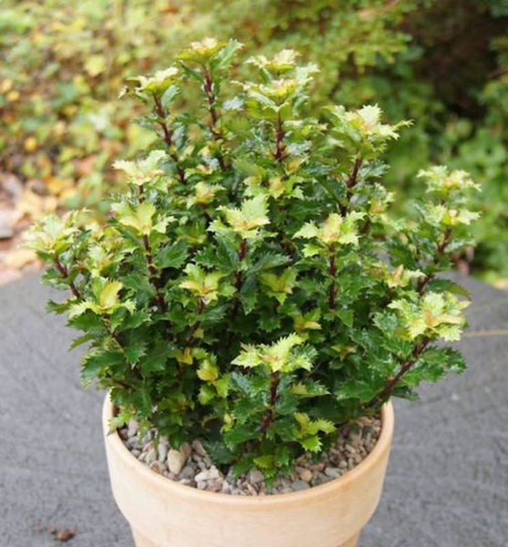 Stechpalme im Topf mit grünen Blättern