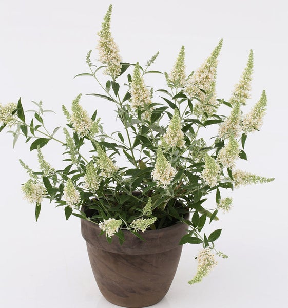 Schmetterlingsflieder in einem Topf