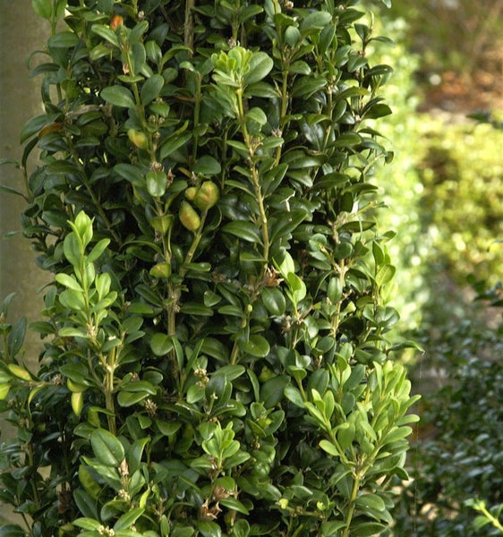 Im Bild ist ein immergrüner Buchsbaum dargestellt.