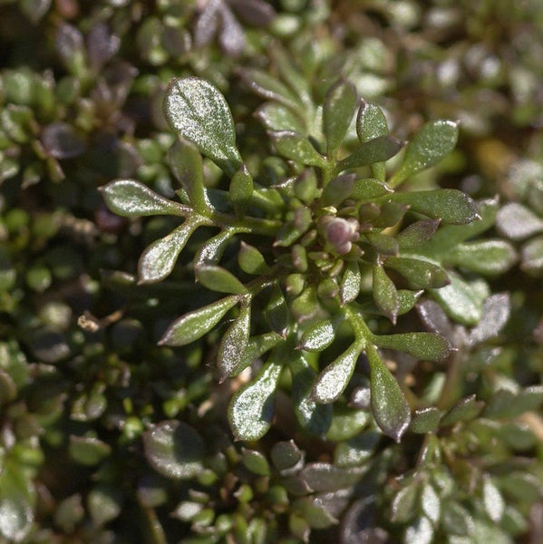 Blütenstand der Arabis caucasica Gartenpflanze