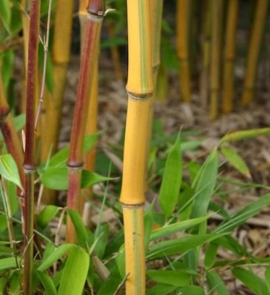 Bambusrohre mit Blättern im Detail.