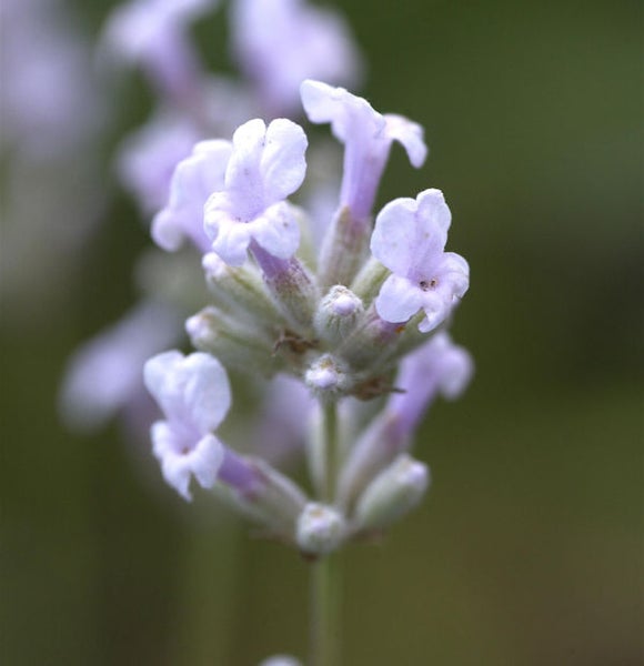 Nahaufnahme von Lavendelblüten