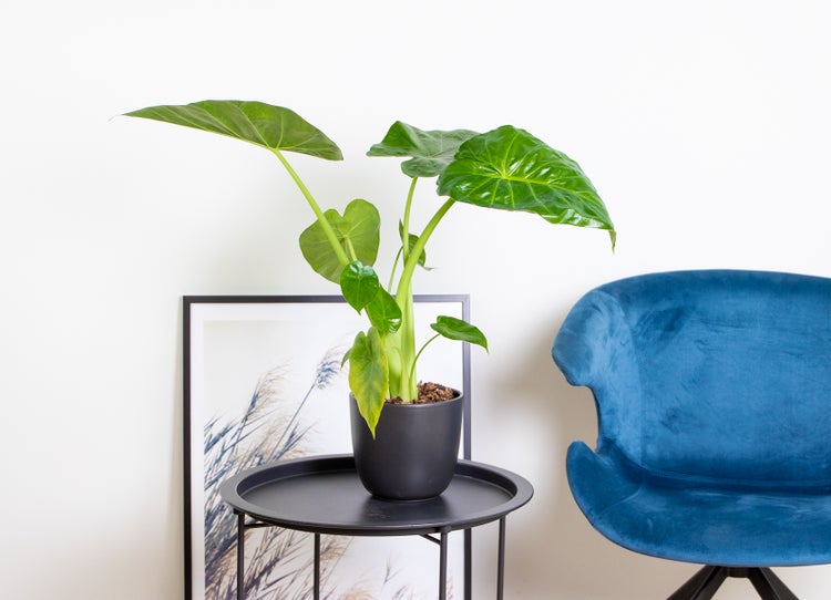 Alocasia 'Macrorrhiza' - Elefantenohr - Zimmerpflanze - Haustierfreundlich - ⌀17 - ↕60 cm