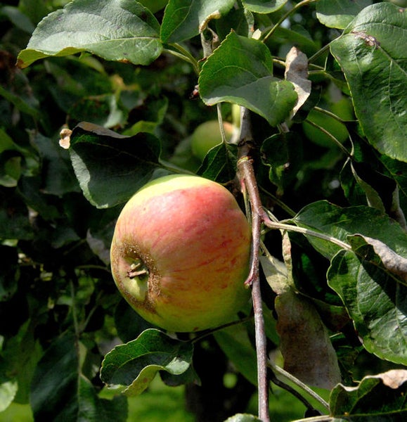 Apfel am Baum mit Blättern