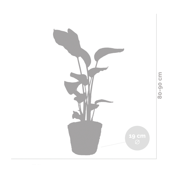 Strelitzia Nicolai inkl. Seegraskorb - Paradiesvogelpflanze - Lufcleaning - ⌀19 cm - ↕80-90 cm
