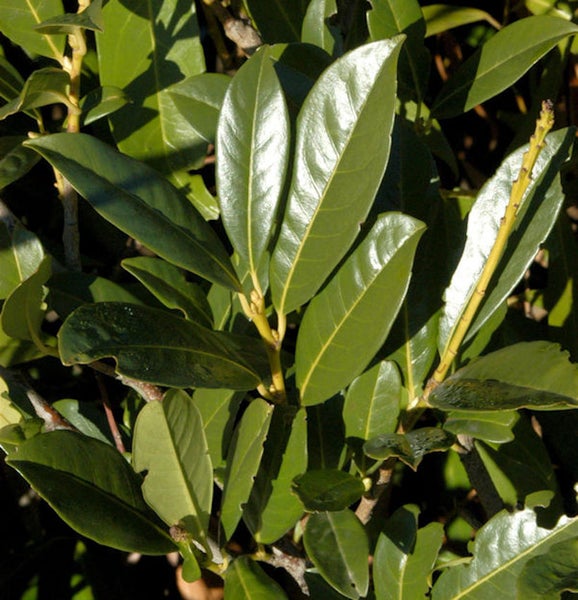 Lorbeerpflanze mit glänzenden Blättern für den Garten