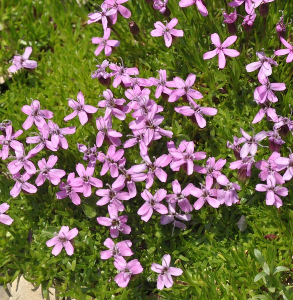 Nahaufnahme von silene acaulis mit violetten Blüten