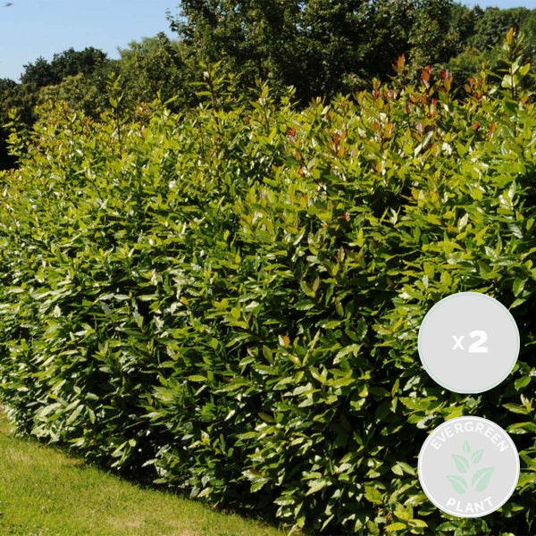 Bloomique - 2er Set - Laurus Nobilis - Lorbeer Pflanze - Gartenpflanzen Winterhart - Gartenkräuter Pflanzen - Höhe 80-100 cm - Topf 21 cm