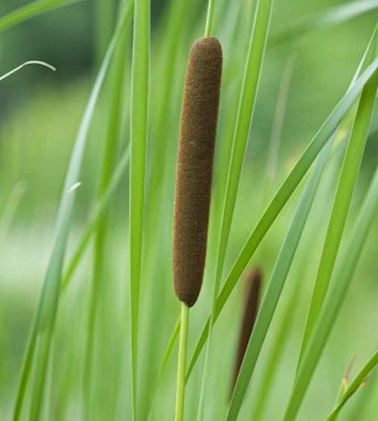 Rohrkolben im Detail