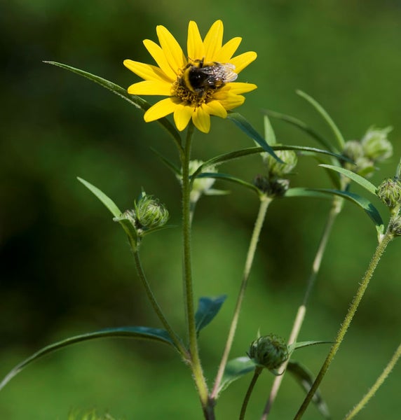 Gelbe Blüte mit einer Hummel