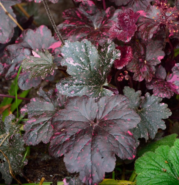 Nahaufnahme von Heuchera-Blättern im Gartenbeet.