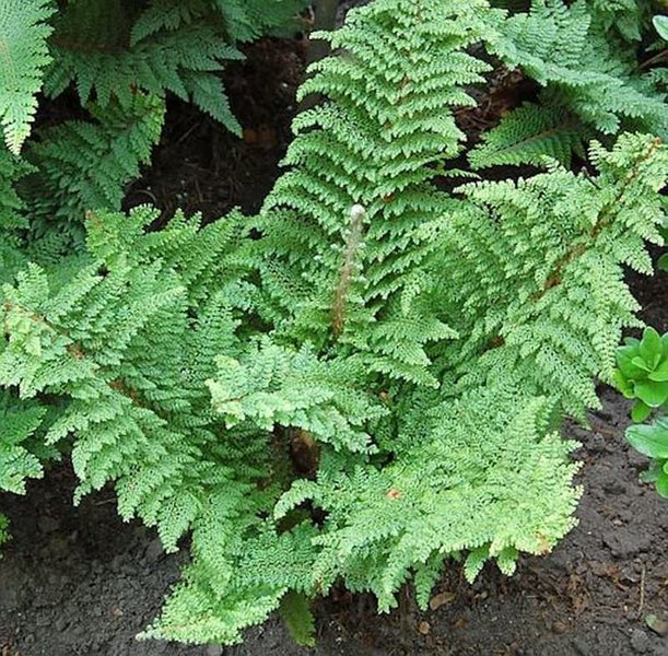 Nahaufnahme eines Eichenfarns im Garten.