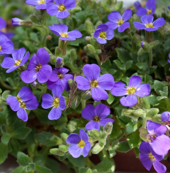 Blütenpolster mit violetten Blüten und grünen Blättern