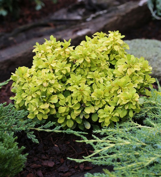 Berberitze als Zierstrauch im Garten.