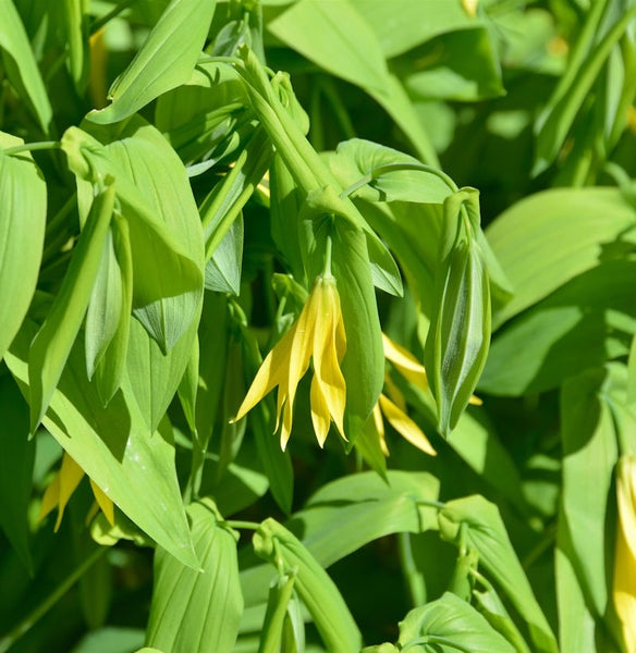 Gelbe Lampionblume im Gartenbeet