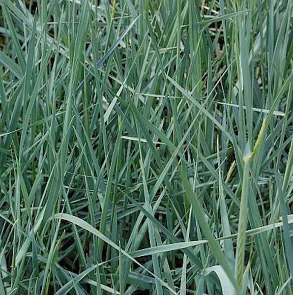 Blaues Schillergras im Detail