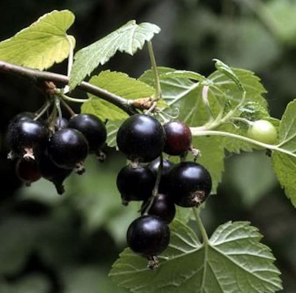 Schwarze Johannisbeeren am Strauch mit Blättern