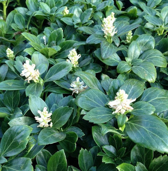 Dickmännchen Pflanze mit weißen Blüten