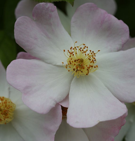 Nahaufnahme einer Heckenrose mit hellen Blütenblättern und gelben Staubgefäßen