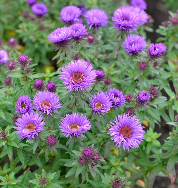 Nahaufnahme von lila Herbstastern im Garten.