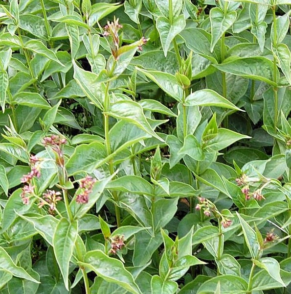 Nahaufnahme einer Heckenkirsche mit grünen Blättern