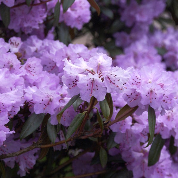 Nahaufnahme von blühenden Rhododendren im Garten