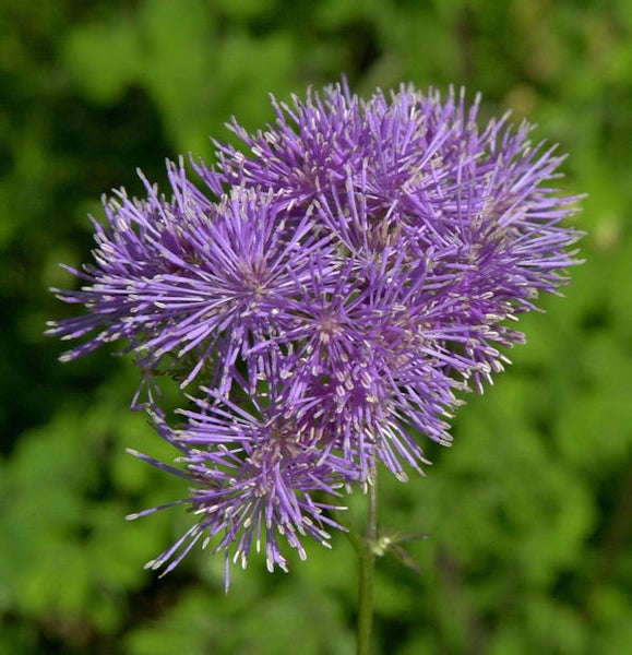 Nahaufnahme einer Wiesenraute Pflanze mit lila Blüten