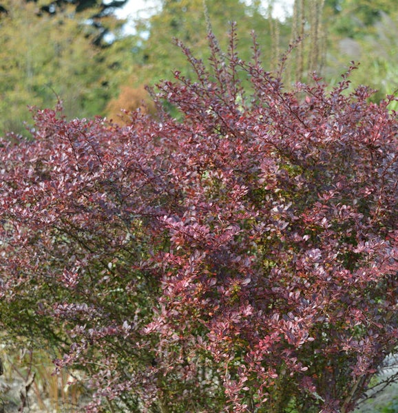 Berberitze als Strauch im Garten