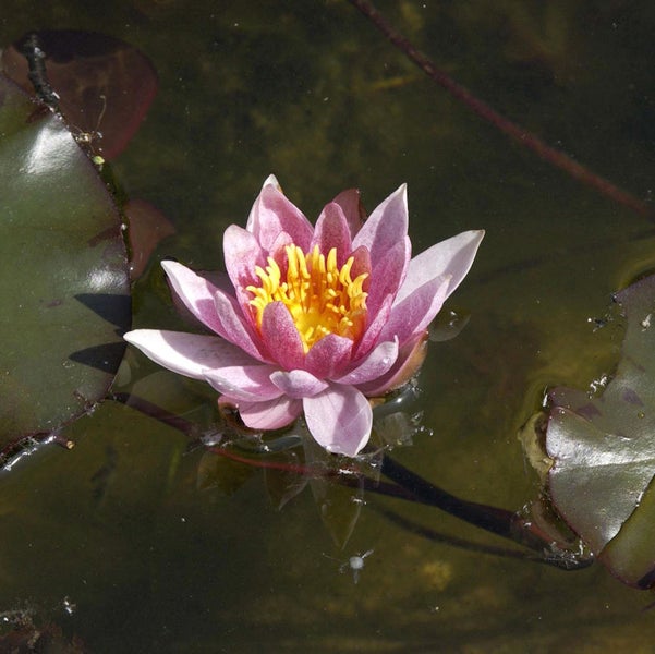 Seerose mit rosa Blüte im Teich