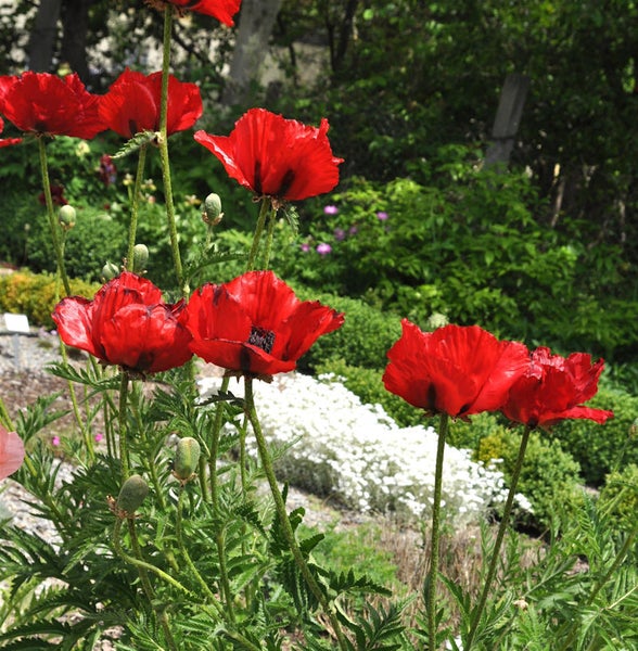Rote Mohnblumen im Gartenbeet