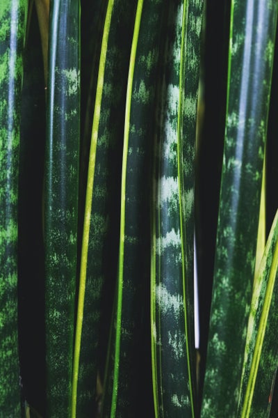 Sansevieria 'Black Coral' pro 2 Stäbchen | Zimmerpflanze im Anzuchttopf cm9 cm - -3020-30 cm