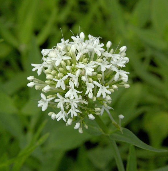 Nahaufnahme von Baldrianblüten