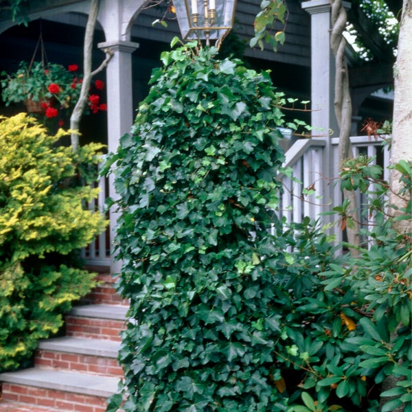 Bloomique – Hedera Hibernica – Großblättriger Efeu – Immergrün – Kletterpflanzen – Gartenpflanzen – Winterhart – Topf 15 cm – 70–80 cm hoch