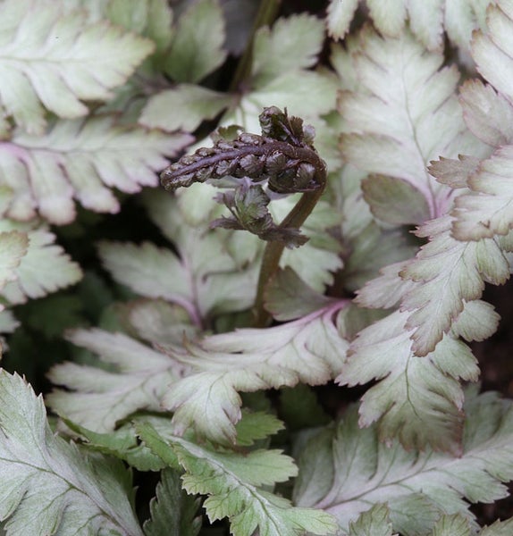 Nahaufnahme einer Schaumblüte mit filigranen Blättern