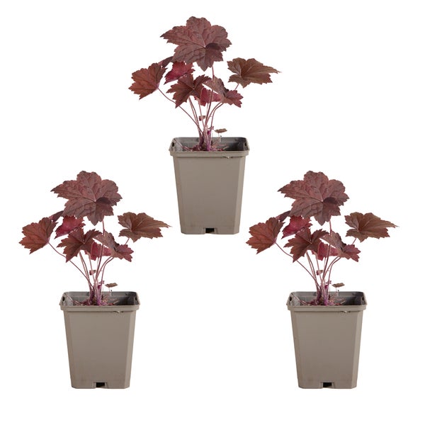 Drei Heuchera Pflanzen im Topf