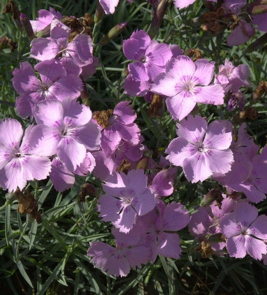 Nahaufnahme von Nelkenblüten