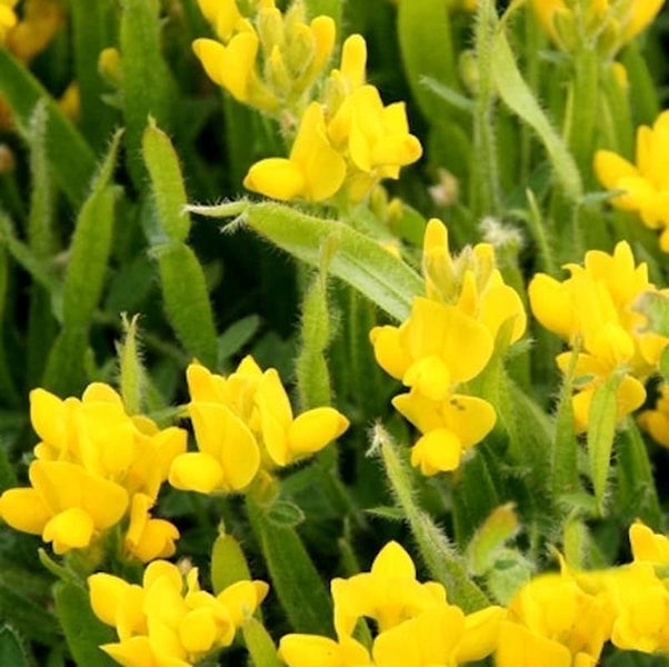 Gelbe Sumpf-Klee-Pflanze mit grünen Stängeln