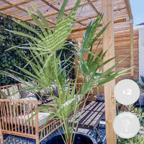 Bloomique - 2er Set - Chamaerops Humilis - Europäische Zwergpalme - Palmen Winterhart Draußen - Höhe 60-70 cm - Topf 19 cm