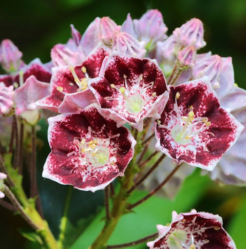 Nahaufnahme einer Traubenheide mit Blüten