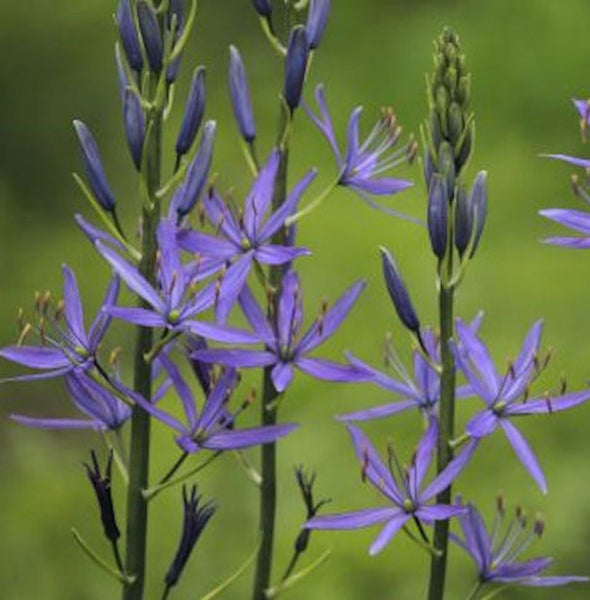 Nahaufnahme von Prärielilienblüten