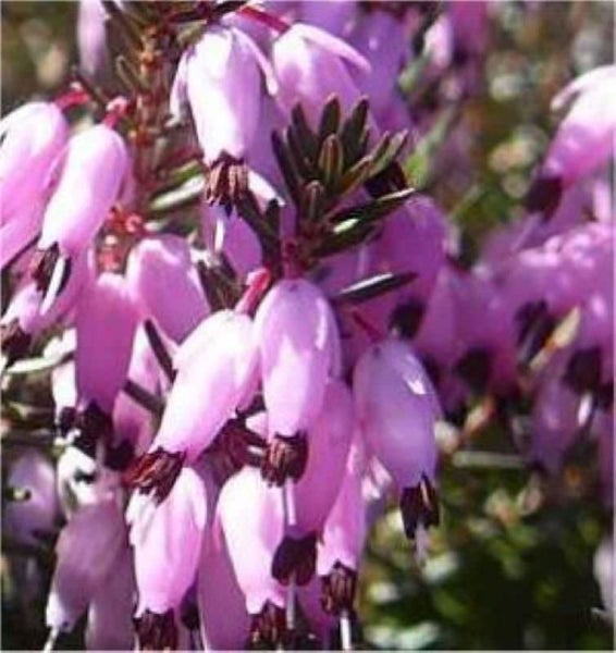 Nahaufnahme von Glockenheideblüten