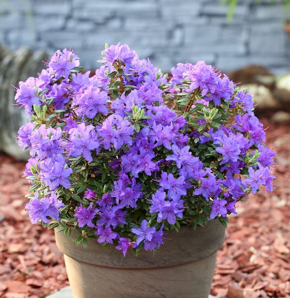 Lila blühende Azalee im Topf